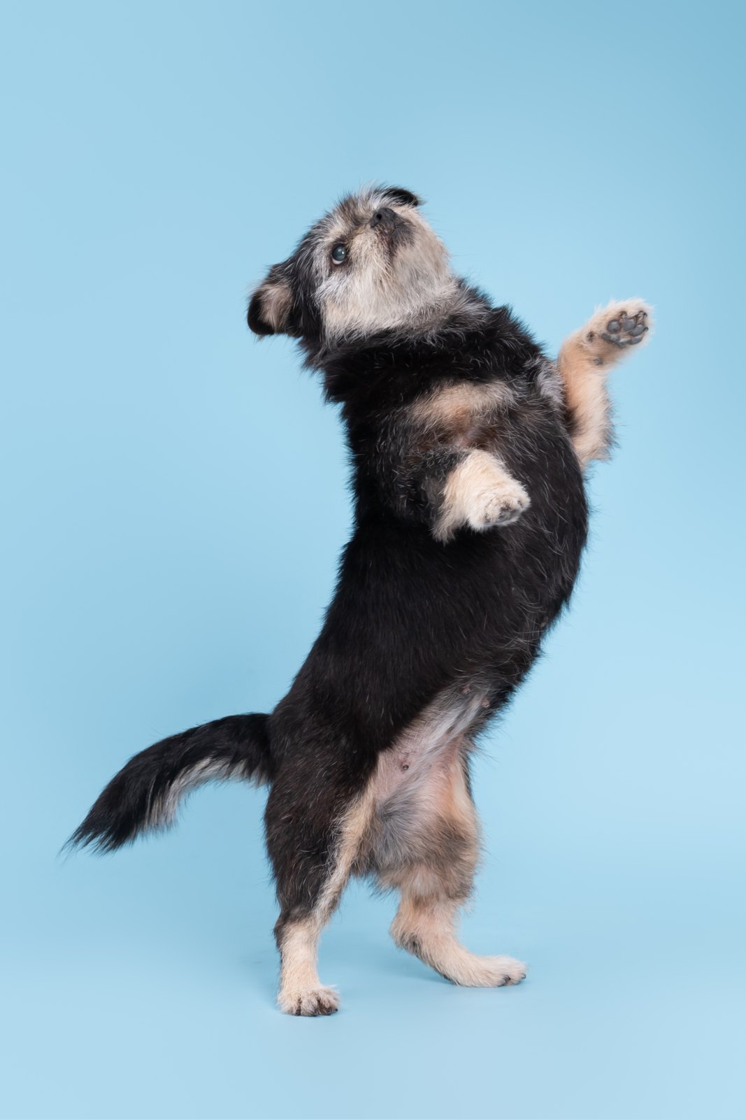 A little paw, a big personality.