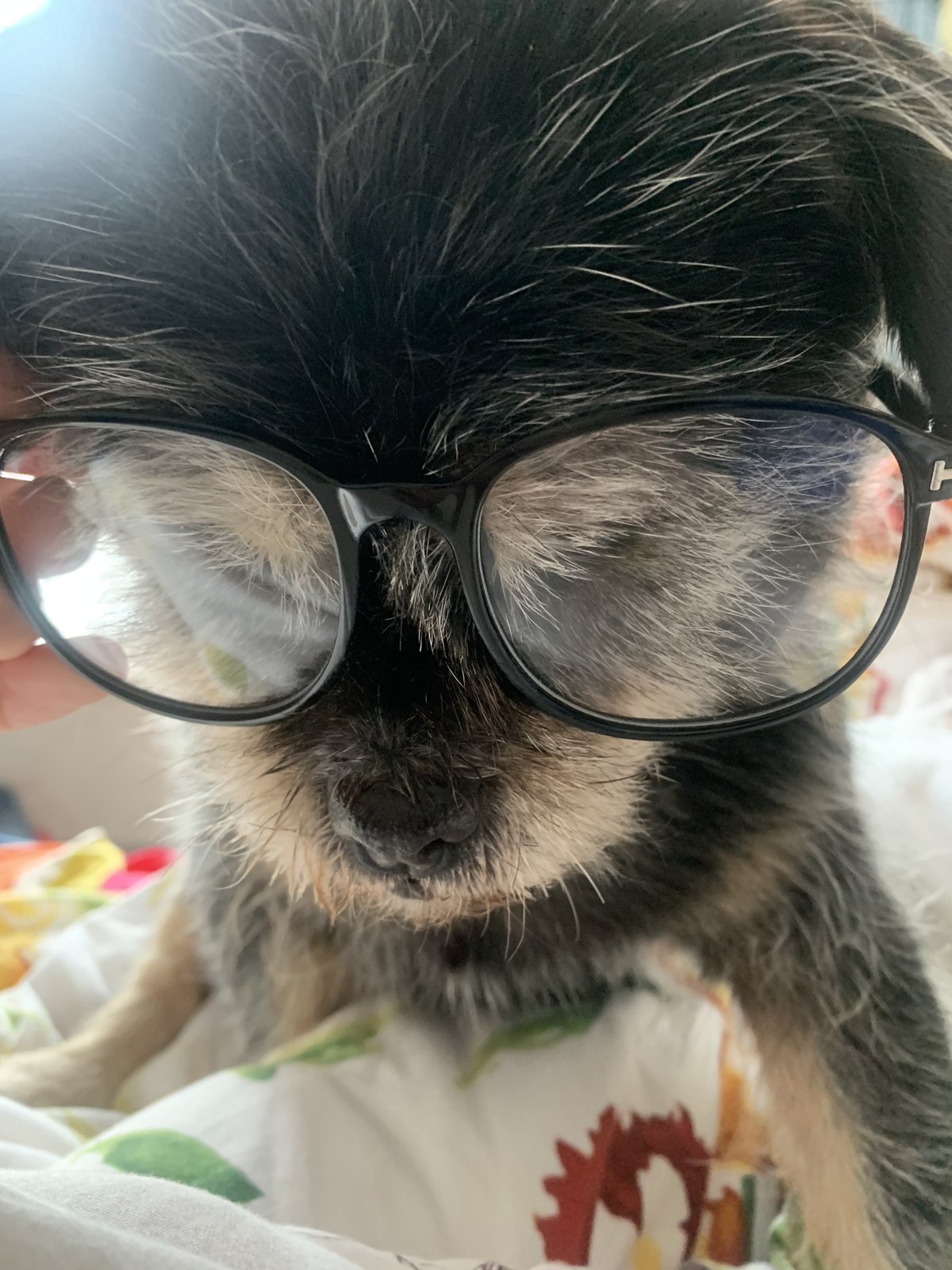 Trying on my glasses.