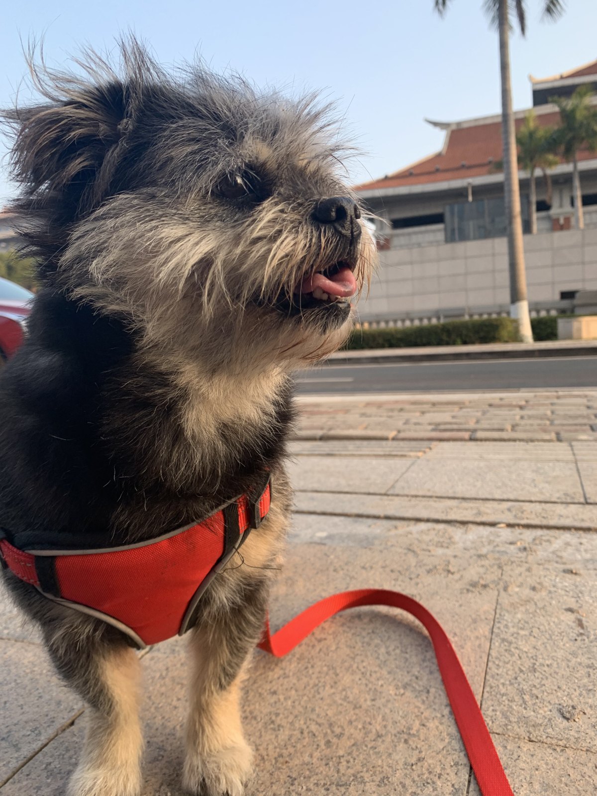 Out and about — her favourite thing.