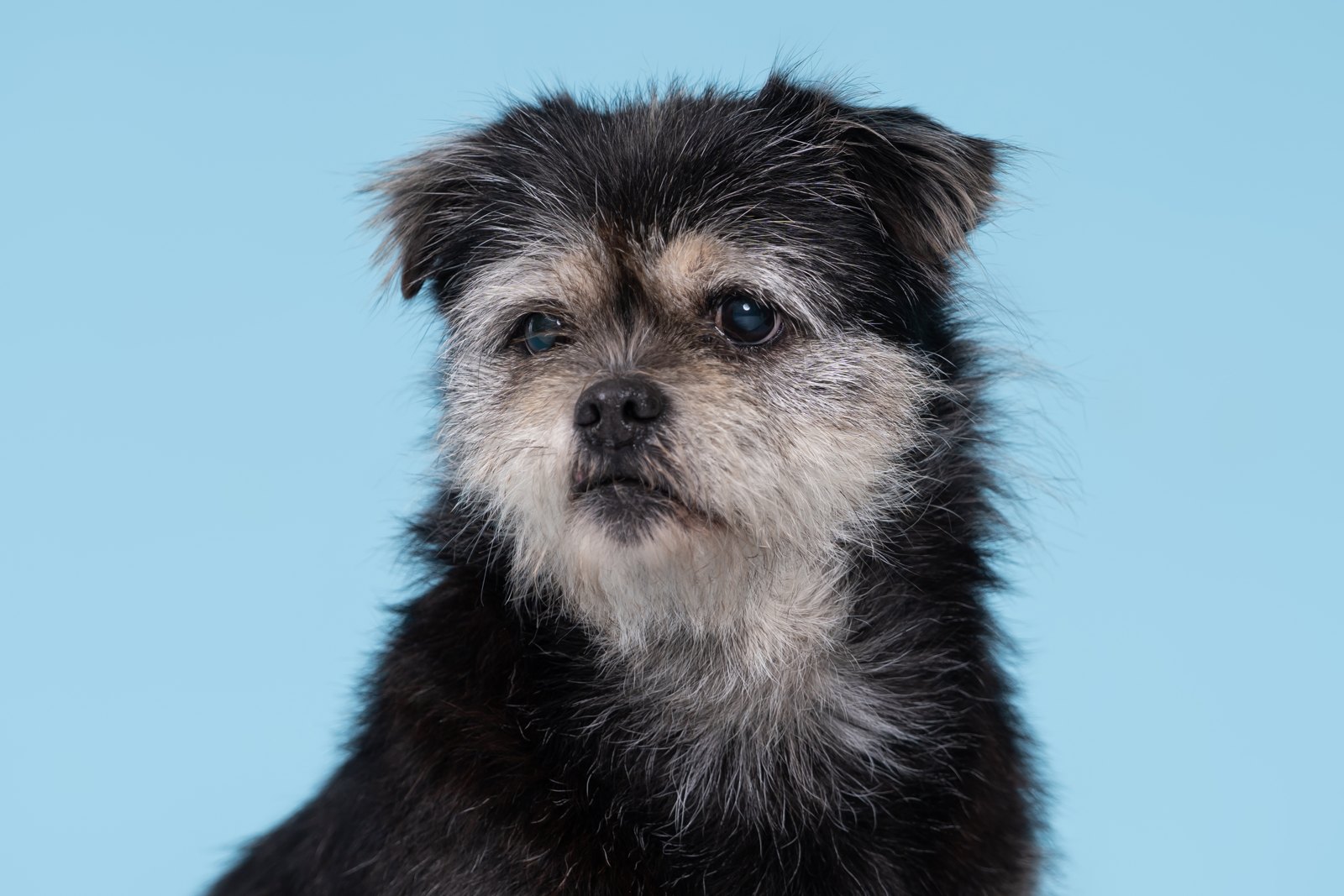 QQ’s silver-whiskered face against a soft blue background