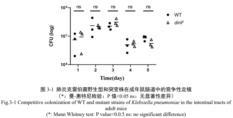Original undergraduate Figure 3-1 comparing intestinal bacterial counts over five days. All displayed comparisons between wild type and dinF-disrupted strains are labeled not significant.