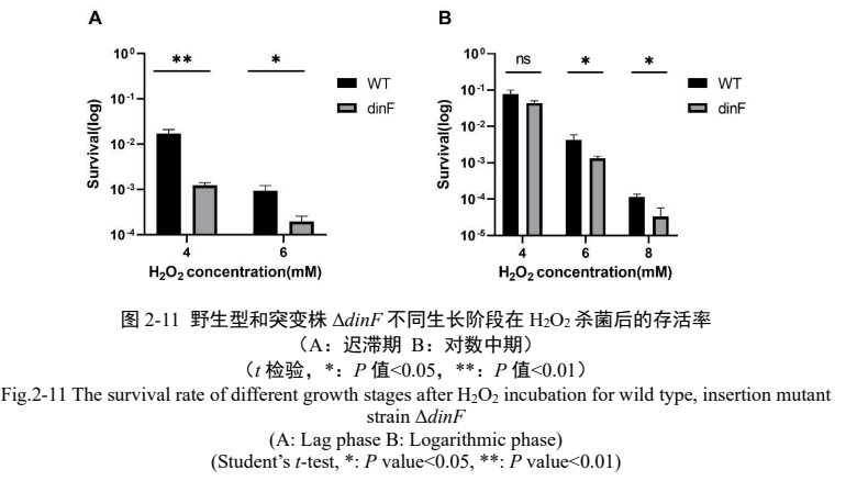 Original undergraduate Figure 2-11 comparing wild-type and dinF-disrupted bacterial survival after hydrogen peroxide exposure. Several comparisons show significantly lower survival in the disrupted strain.
